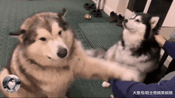 金毛长到160斤，在雪地陷进去不能动，主人：胖到没朋友