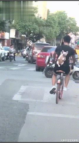 狗狗被主人背着，一起骑共享单车，得意洋洋地样子简直萌翻了