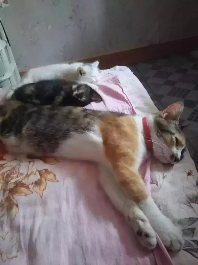 流浪猫为了不再被抛弃，努力表现讨好主人，看完泪目