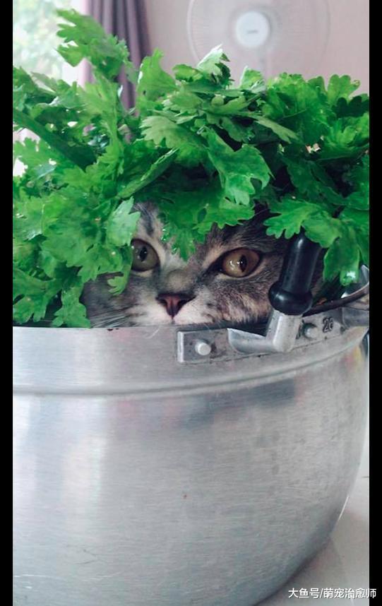 猫钻进锅里睡觉, 小主人拿来葱放在上面, 猫: 一觉醒来头顶冒菜?