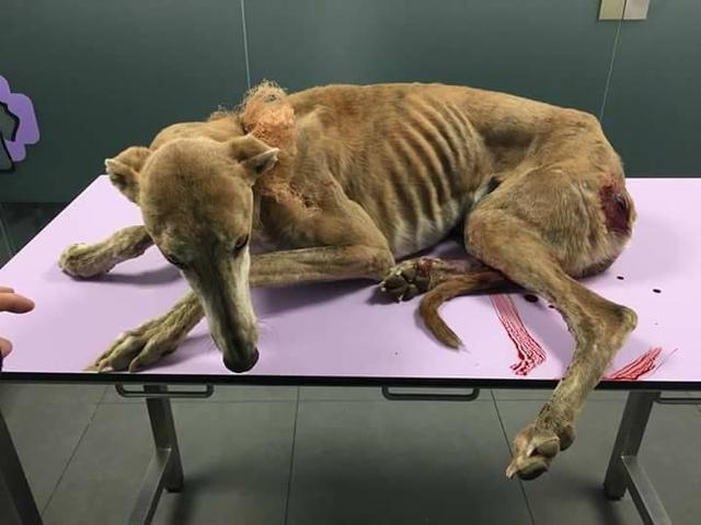 过河抽板，打猎结束就抛弃猎犬，每年都有5万只西班牙猎犬被杀害