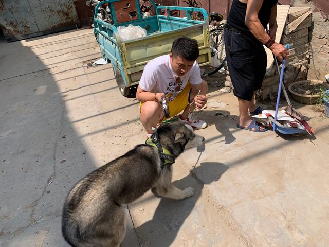 哈士奇因无聊对院中小葱下口，铲屎官亮出狗肉汤后，二哈机智认怂