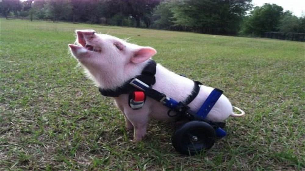 出生就失去双腿的小猪，主人为它定制轮椅，现在跑得比正常猪还快