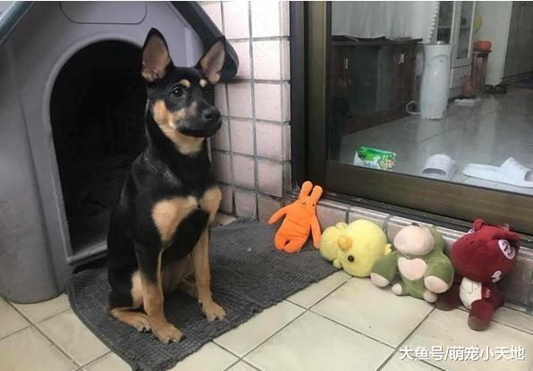 汪为采光改造狗屋气派废墟风，主人哭：这要1千块啊！