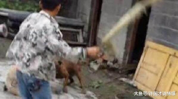 比特犬死死咬住土狗，小主为了保护狗狗，竟然用脚去踢凶狗比特