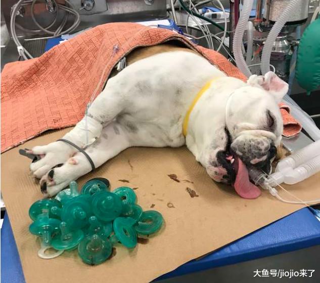 狗狗呕吐不止，主人带到医院去看没想到却发现它原来是个惯偷