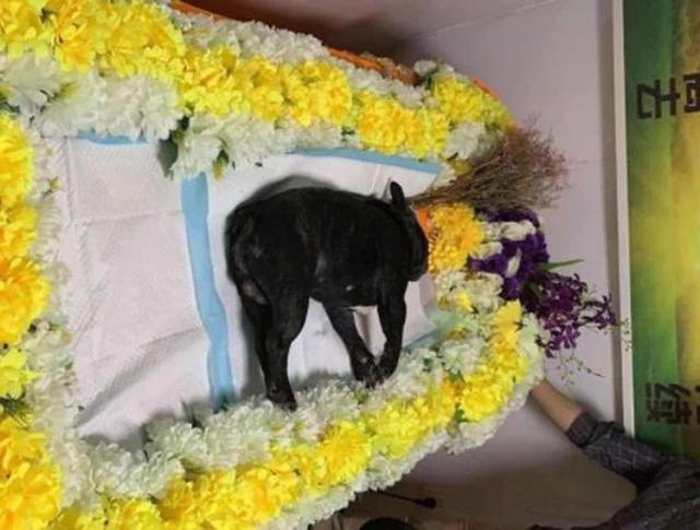 狗狗游泳有溺水风险，铲屎官需注意三点，帮助爱犬享受游水乐趣！