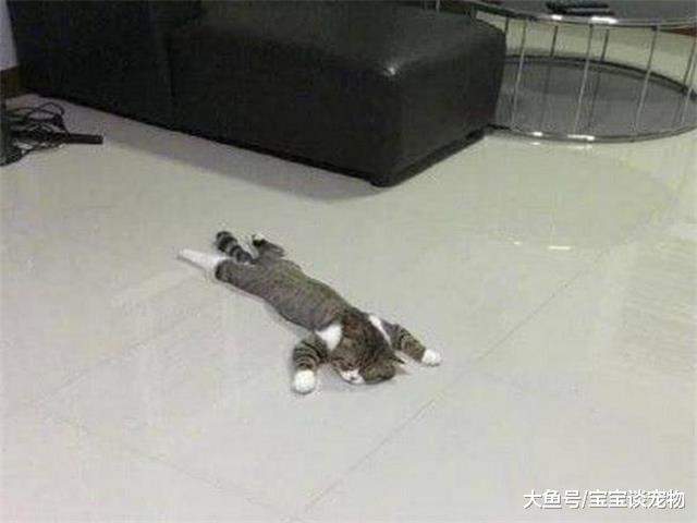 下楼取快递忘记关空调，上来后看到这个画面，主人笑的扶墙走！