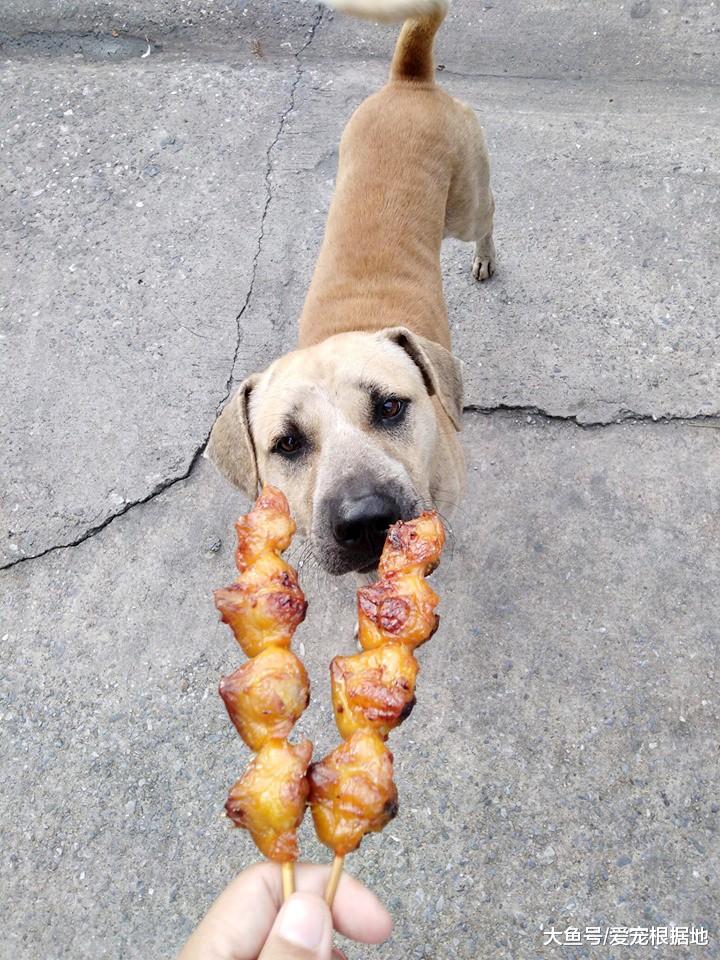 暖心大姐买肉串喂流浪狗，竟被质疑炫富，大姐怒怼键盘侠