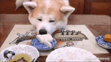 秋田犬已经9岁了，却像“忍者”一样，结果让主人防不胜防