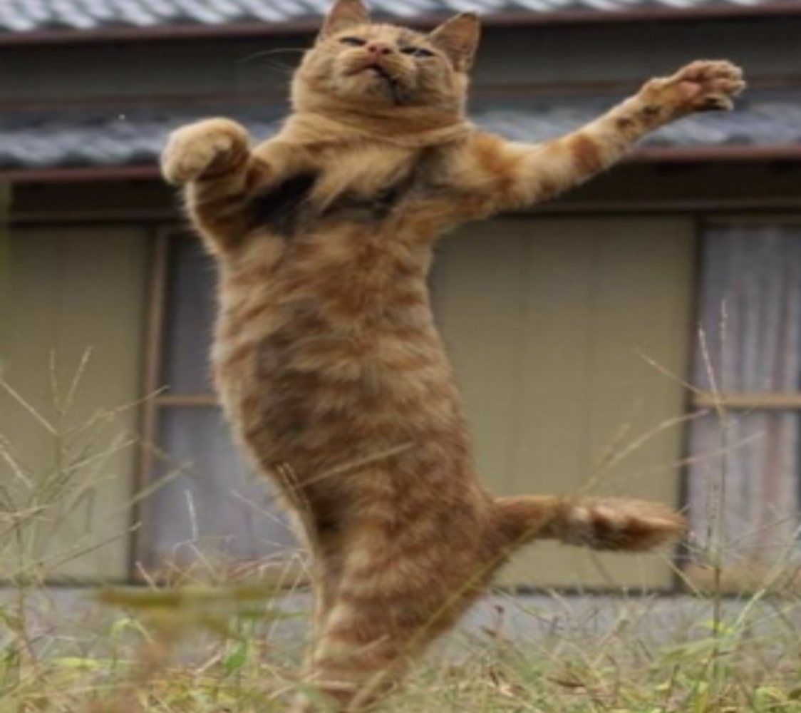 會跳華爾滋的貓咪，這舞步太優雅了，很有難度啊！