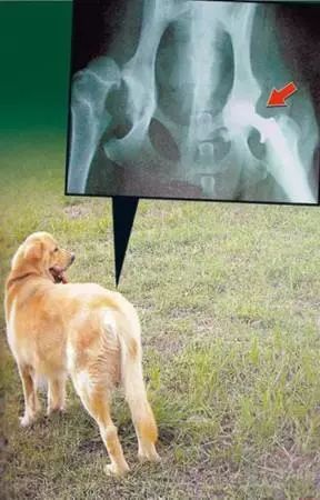 猫咪狗狗骨折了怎么办？扒一扒宠物“骨子里”的那些事