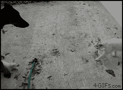 根据床单上的痕迹，我推测出了猫咪的行动轨迹