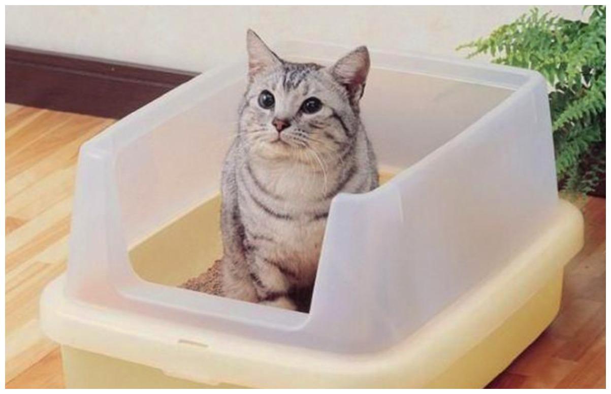 主人让猫咪的厕所下不得脚, 猫咪用眼神优雅表达: 委屈