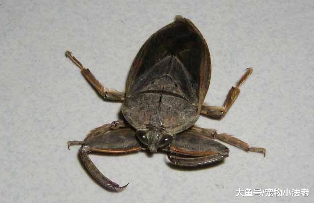 盗墓小说中的尸蟞，竟真实存在，被它咬到后，伤口会马上腐蚀溶解