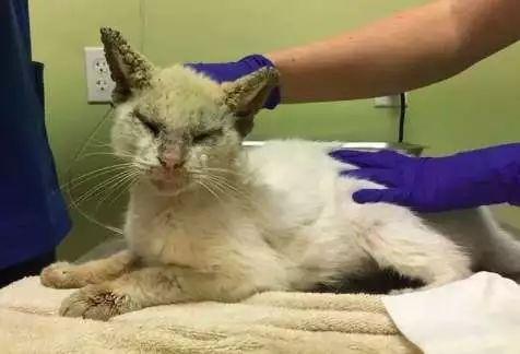这只病重的猫咪曾被认为已经失明, 但它康复睁眼后大家都被惊艳了