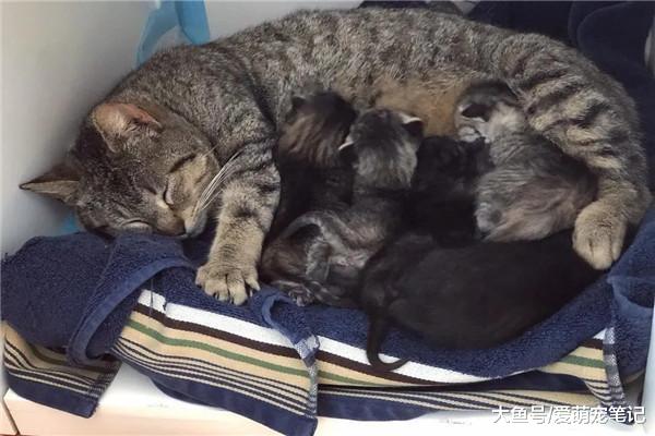 怀孕的流浪猫找家生孩子，产后差点丧命，多亏了好心人的出手相救