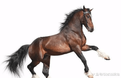 马和驴做了什么，为何骡子不能生育？说出答案你不一定会信