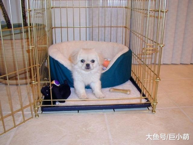 我出门狗狗就一直叫，狗分离焦虑是病，但有很多小技巧能解决