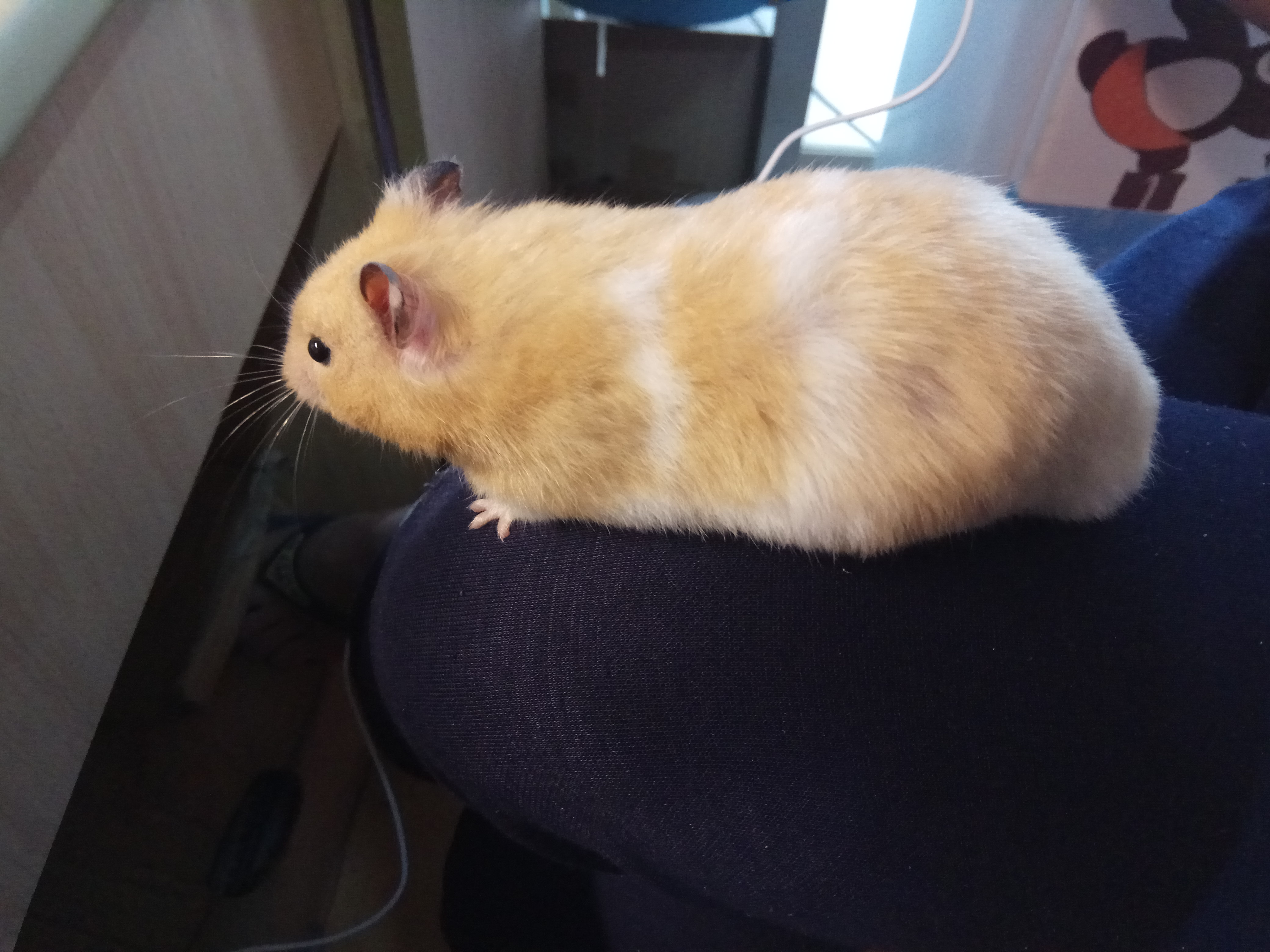 金丝熊特工上线，在主人身上到处摸索，充满了好奇心！