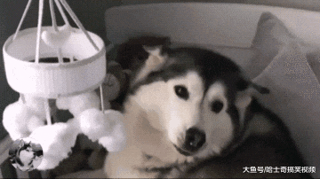 主人买了个婴儿车，二哈以为是买给它的，狗：我也是宝宝啊