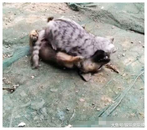 狗狗在后院嚎叫，以为有人偷狗，跑出去一看，顿时笑喷了