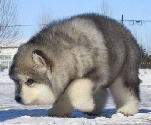 出差时把狗狗交给老妈养，回家时看到一只”北极熊“