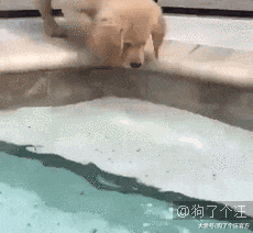 生理期的生物果然易燃易爆炸，包括狗