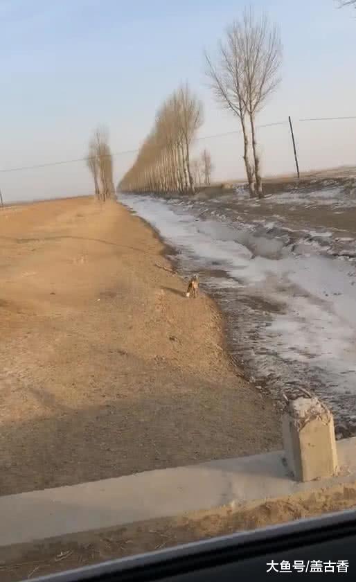 男子看到路边有只怪狗，感觉有点不对劲，仔细一看赶紧开车溜！