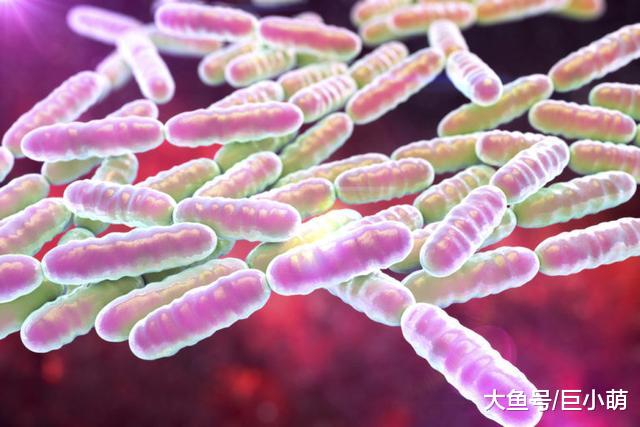 狗狗吃益生菌能改善体质，主人购买时，要注意这5点