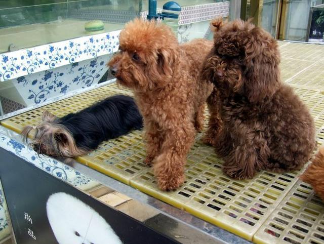 注意了! 买狗时, 若狗有这5个特征, 白送也别要, 多半是病狗