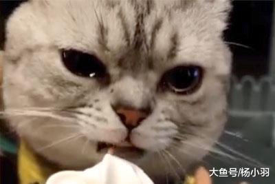 林黛玉类型的猫为吃口冰激凌，眼泪在眼眶里打转，竟然委屈地哭了