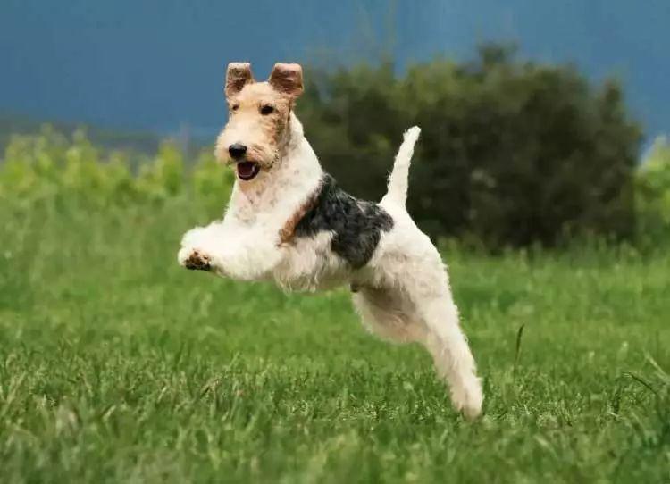 你知道你的爱犬属于哪一类吗？最全的狗狗分类都在这