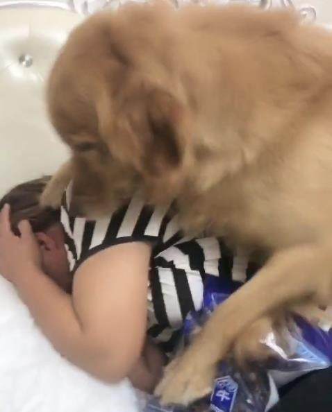 女主不给金毛吃牛肉干，金毛跳上去直接扑倒她