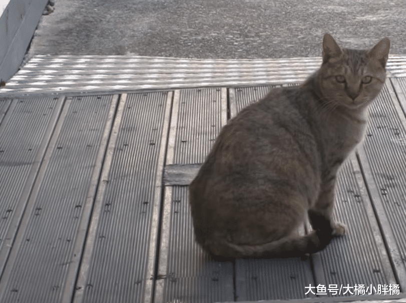 流浪猫每天蹲在店前讨食，除了烤肉啥都不要，小猫们真是被宠坏了