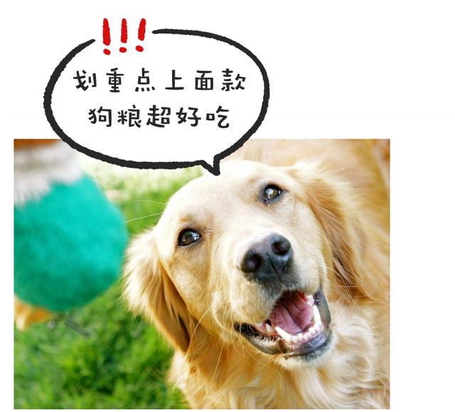 2019年最适合和孩子相处的“六大狗狗”, 你不打算养一只吗?