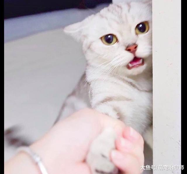 主人想要拉猫咪去洗澡, 它却拼命抓住墙不愿走: 快放开我!
