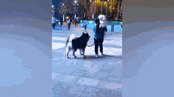 主人带着两只狗去逛街, 回来时抱着萨摩走, 阿拉: 我也要抱抱……