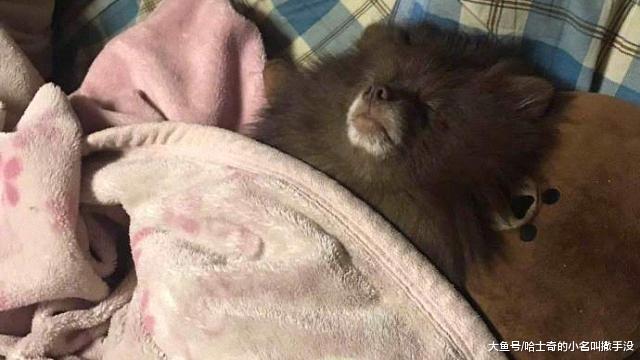 每次出门遛狗, 邻居就会指指点点: 哇, 那个人在遛一只熊哎!