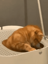 一只生来就是连指的小猫，感觉找到了哆啦A梦的孩子