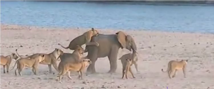 落单的小象遇上狮群跨河逃脱了，却在水中又遇到鳄鱼