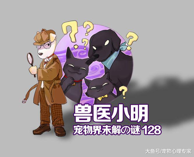 辟谣：宠物可以吃人吃的冰淇淋？听听专业兽医是怎么说的
