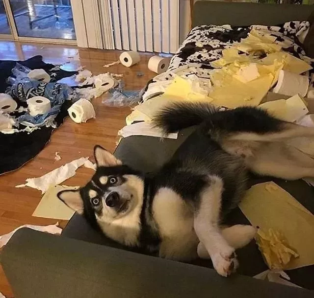 你家狗，是什么大学毕业的？