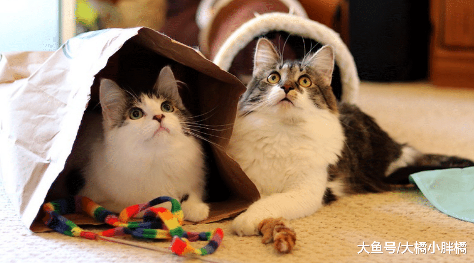 猫咪闻了你的脚后为啥会面露惊讶？不是你的脚臭，看完你就知道了