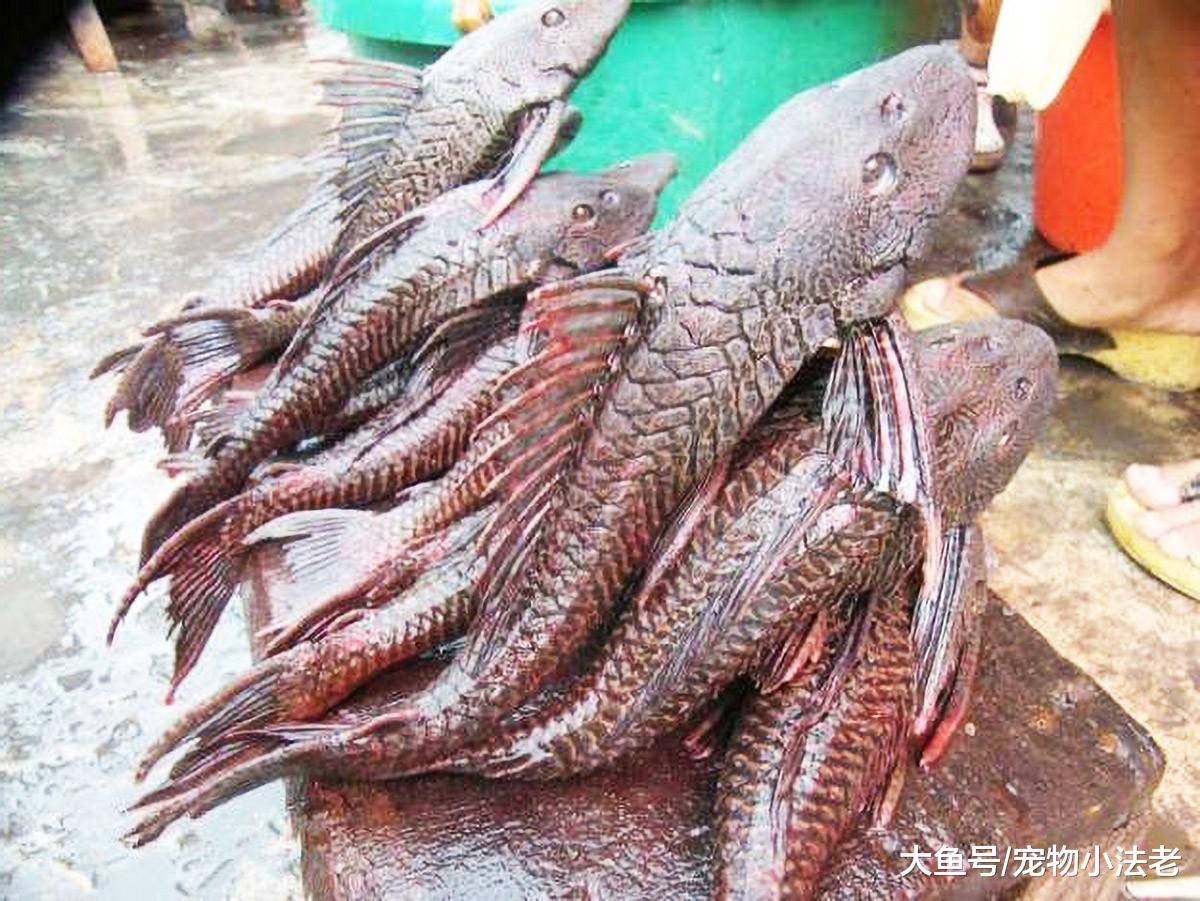 1种被人忽视的生物，却是鱼类克星，食人鱼看到它都要叫声：大哥