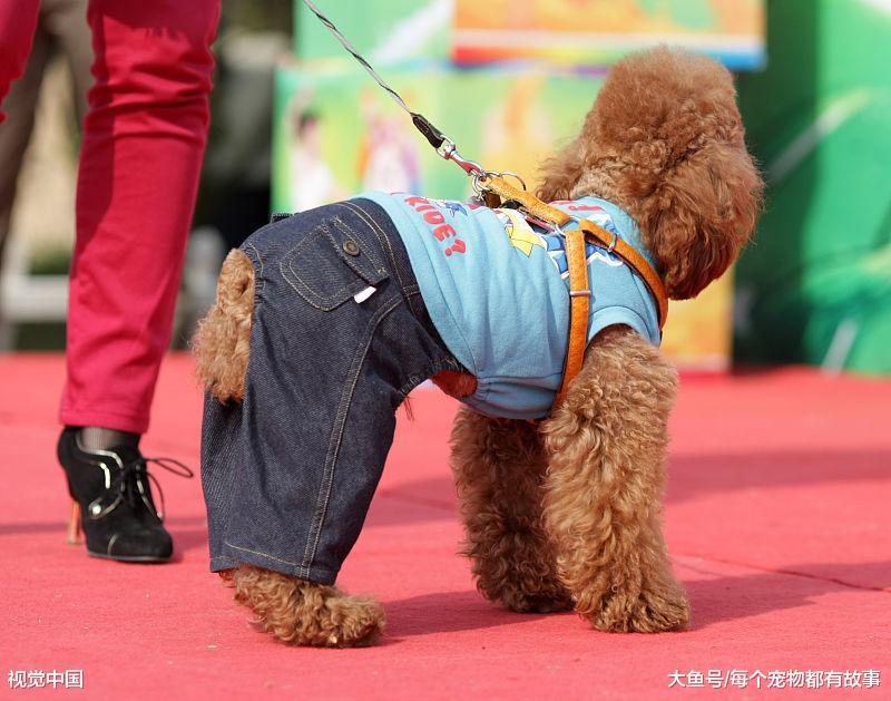 我们怎么判断狗狗喜不喜欢我们呢，我们又要如何养好一条狗呢