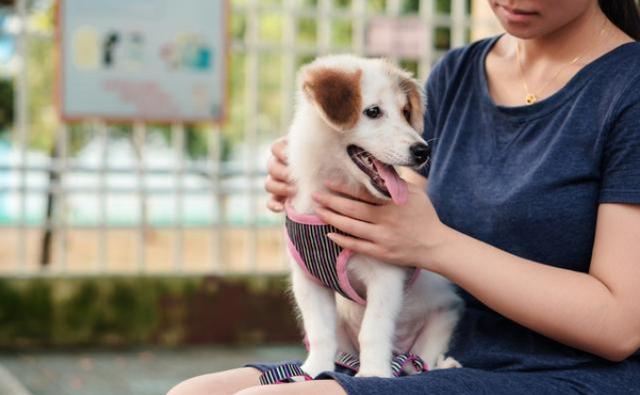 养狗的9个好处, 难怪那么多人养狗, 我也想养一只