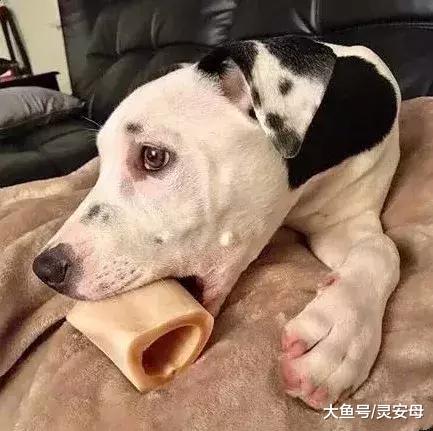 画风奇特！狗狗耳朵上长出了一模一样的自己……