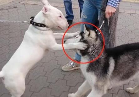 二哈在外面“耍狠”, 遇到狠角色却“秒怂”, 笑哭主人