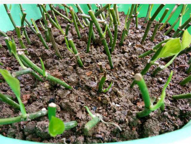 一盆绿萝，枝条剪成10节，一节扦插一棵，一棵变多棵，绿油油！